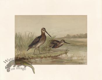 Pope 02 American Snipe